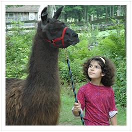 little girl with llama